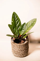 Anthurium superbum